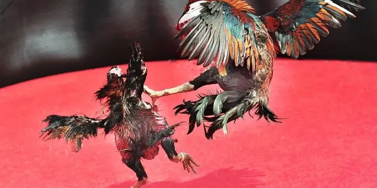 Cách Chơi Đá Gà Sabong Đầy Đủ Tại V9Bet Cho Người Mới 1 Cách Chơi Đá Gà Sabong Đầy Đủ Tại V9Bet Cho Người Mới