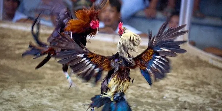 Cách Chơi Đá Gà Sabong Đầy Đủ Tại V9Bet Cho Người Mới 2 Cách Chơi Đá Gà Sabong Đầy Đủ Tại V9Bet Cho Người Mới